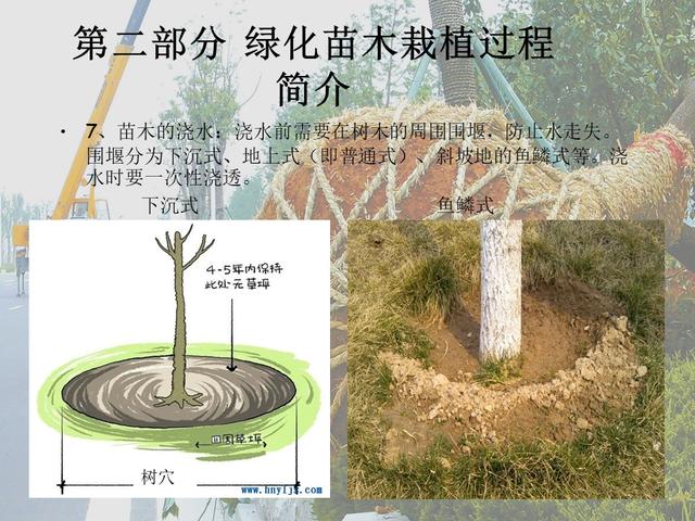 园林绿化基础知识培训课件(图文)