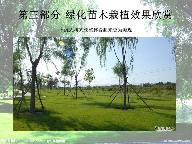 园林绿化基础知识培训课件(图文)
