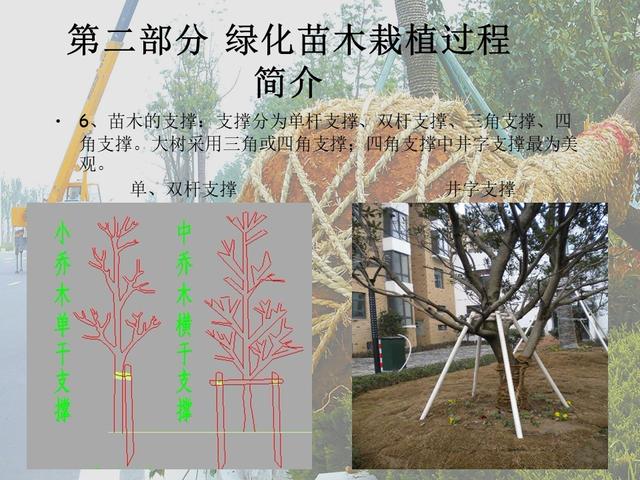 园林绿化基础知识培训课件(图文)