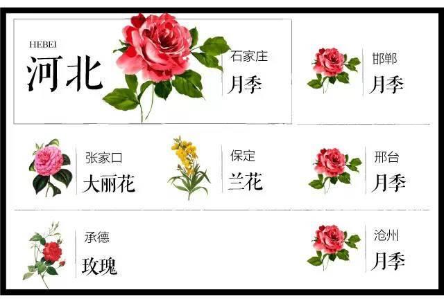 最全204个城市市花,看花涨知识