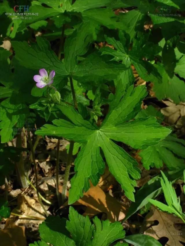 十大喜光植物VS十种耐阴的地被盘点