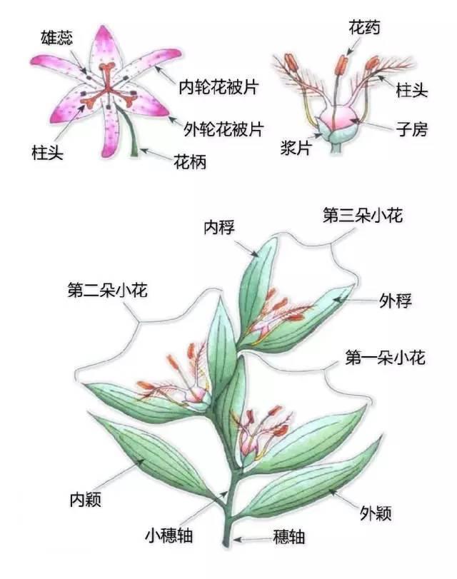 中国园林景观植物图例，真硬核，真干货！记得收藏