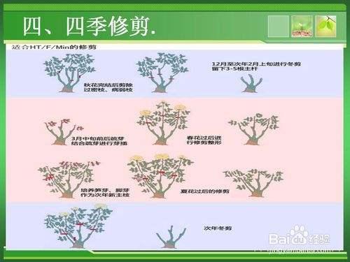 园林景观植物的整形与修剪详解篇