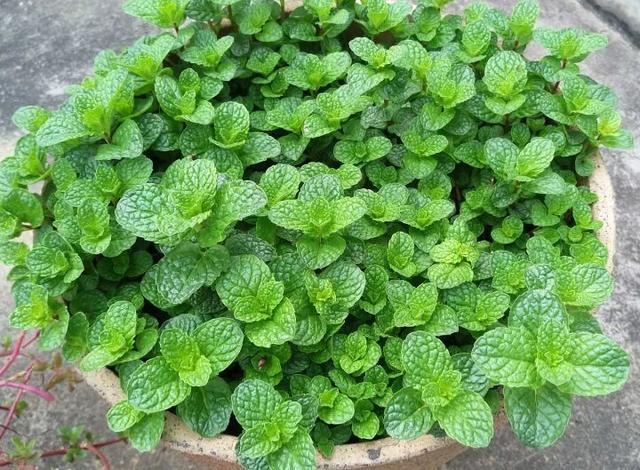 65例 · 园林植物相生“相克”,千万不要种在一起!