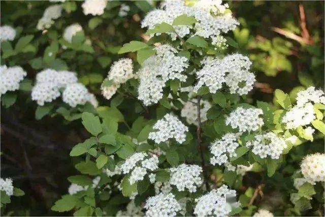 173种·常见花卉植物图谱，保你啥花都能叫上名