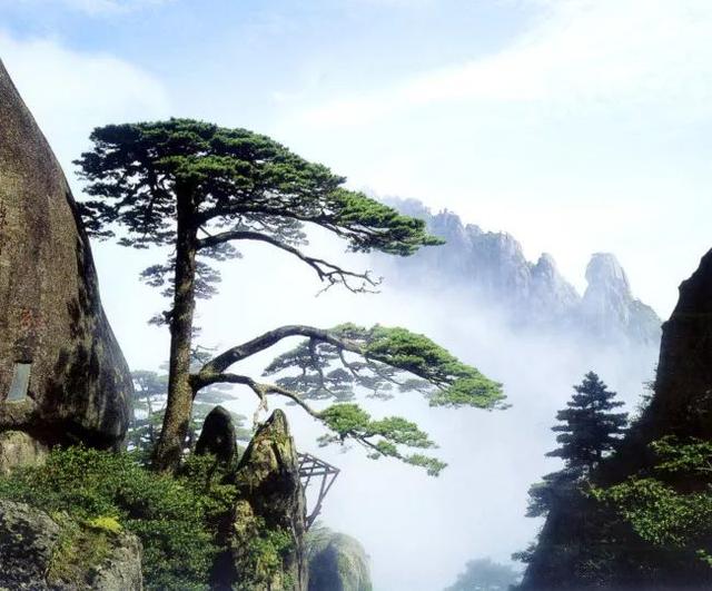65例 · 园林植物相生“相克”,千万不要种在一起!