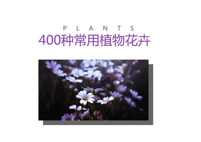「景观植物」常见植物花卉400余种,资源分享