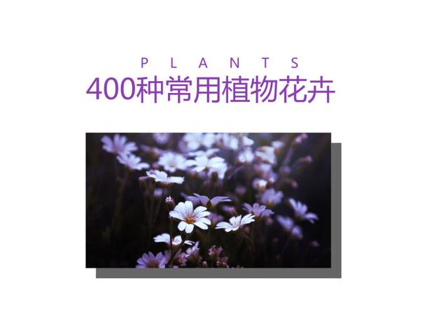 「景观植物」常见植物花卉400余种，资源分享