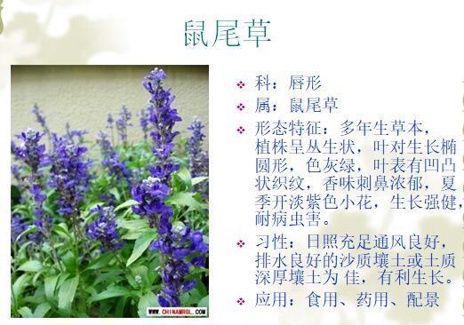 「景观植物」常见植物花卉400余种,资源分享