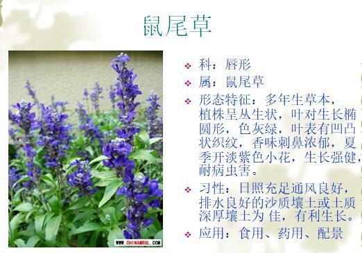 「景观植物」常见植物花卉400余种，资源分享