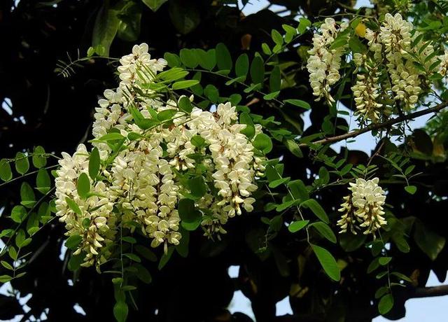 65例 · 园林植物相生“相克”,千万不要种在一起!