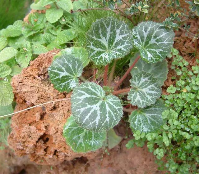 五月繁花盛，夏季花卉植物知多少？