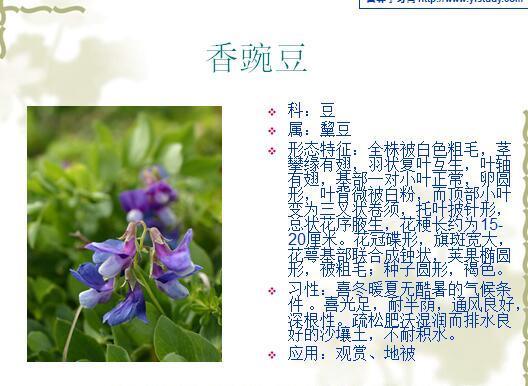 「景观植物」常见植物花卉400余种,资源分享