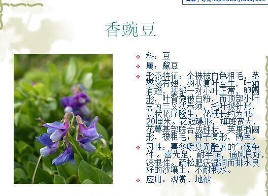 「景观植物」常见植物花卉400余种，资源分享