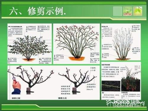 园林景观植物的整形与修剪详解篇