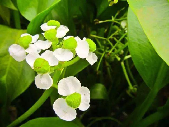 五月繁花盛，夏季花卉植物知多少？