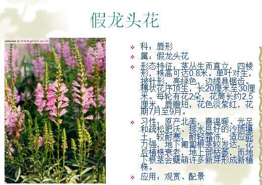 「景观植物」常见植物花卉400余种,资源分享