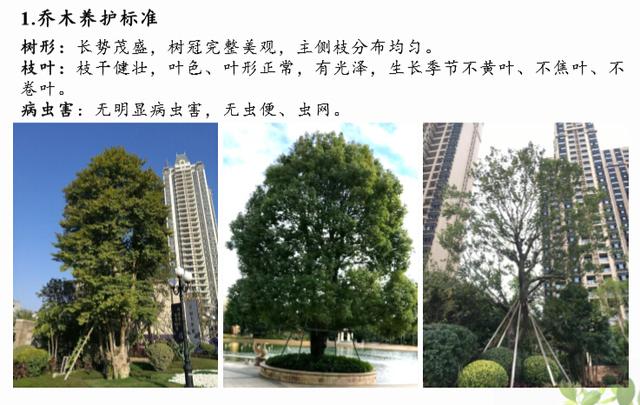 「园林施工管理」大型园林集团南部区域养护标准图例