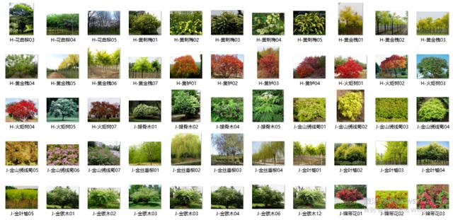 最全苗木表植物品种、苗木选型、苗木表图库,园林景观必备