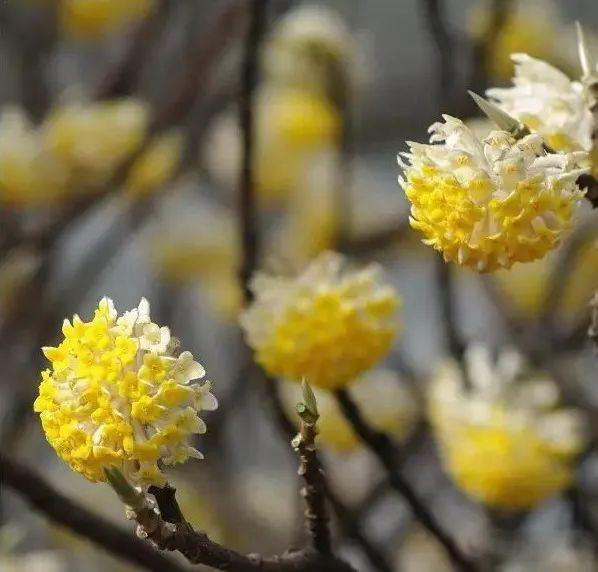 173种·常见花卉植物图谱，保你啥花都能叫上名