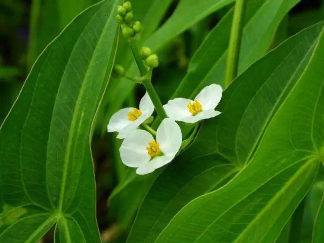 五月繁花盛，夏季花卉植物知多少？