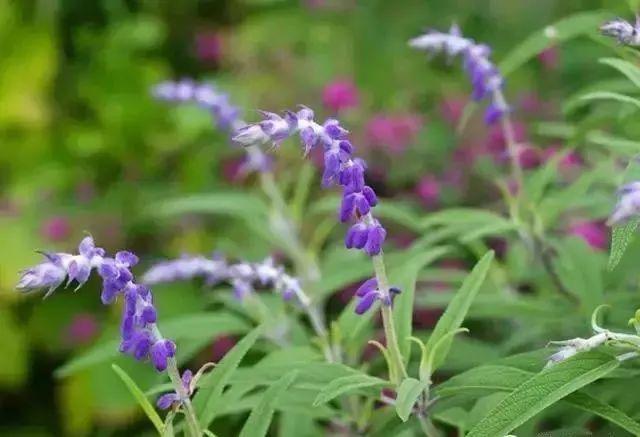 173种·常见花卉植物图谱，保你啥花都能叫上名