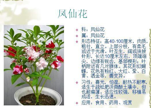 「景观植物」常见植物花卉400余种,资源分享