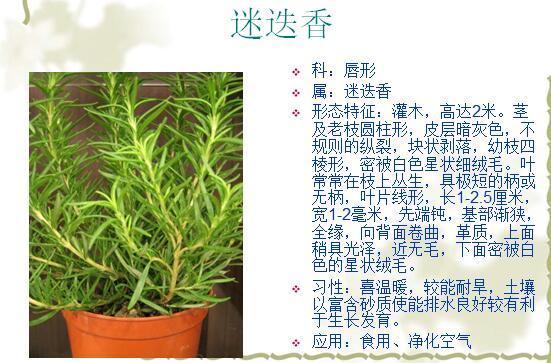 「景观植物」常见植物花卉400余种，资源分享