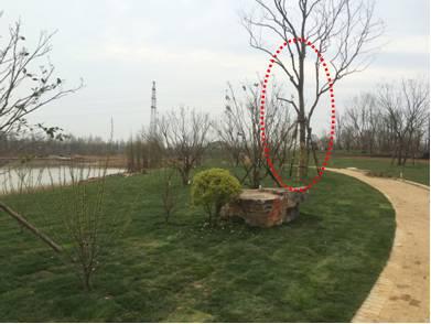 最全图解园林植物配置，建议收藏