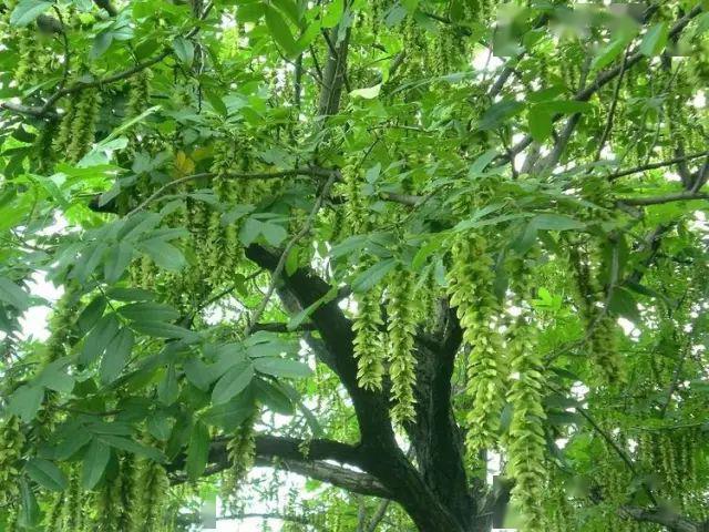 五月繁花盛，夏季花卉植物知多少？