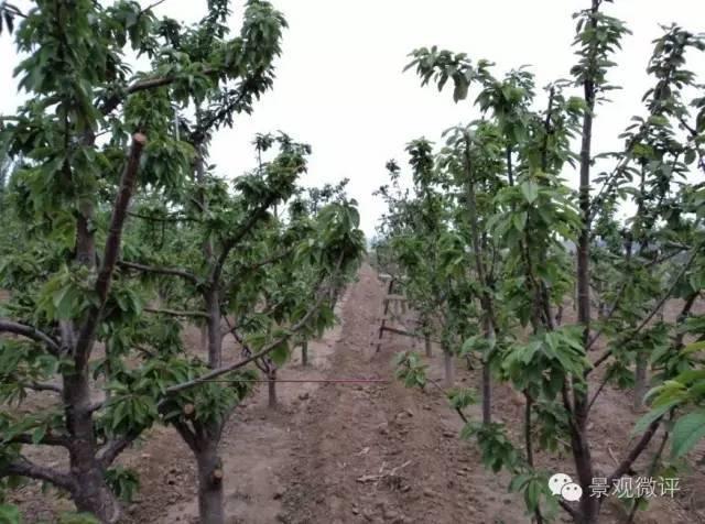 一位前辈的园林植物绿化常见问题解答 · 超实用