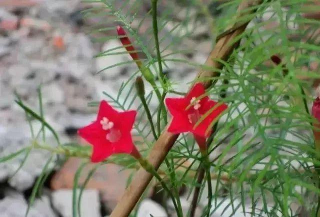 173种·常见花卉植物图谱，保你啥花都能叫上名