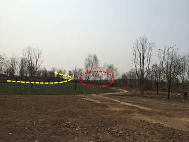 最全图解园林植物配置，建议收藏