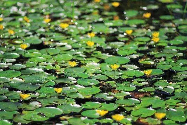 五月繁花盛，夏季花卉植物知多少？