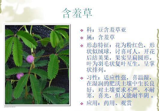 「景观植物」常见植物花卉400余种，资源分享