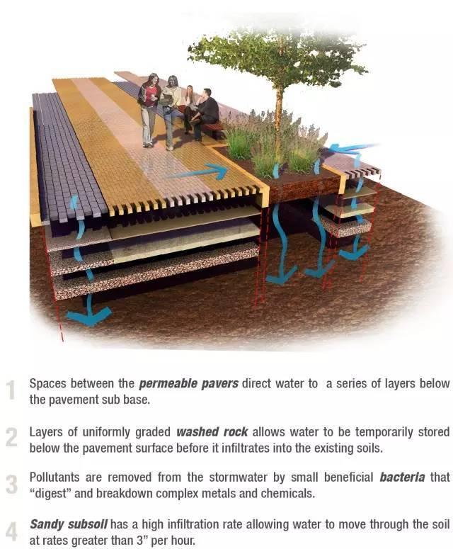 雨水花园远不止如此 要学习的还有很多