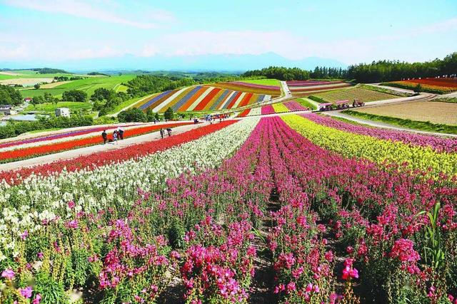 做景观，这些花海、花田、花林、花带、花镜、花架的区别要知道