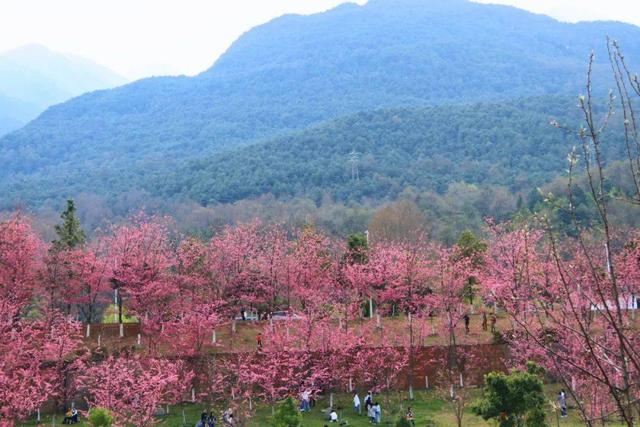 做景观，这些花海、花田、花林、花带、花镜、花架的区别要知道