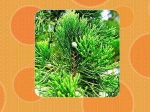 北京地区常用园林植物品种、配置与选择-灵感屋