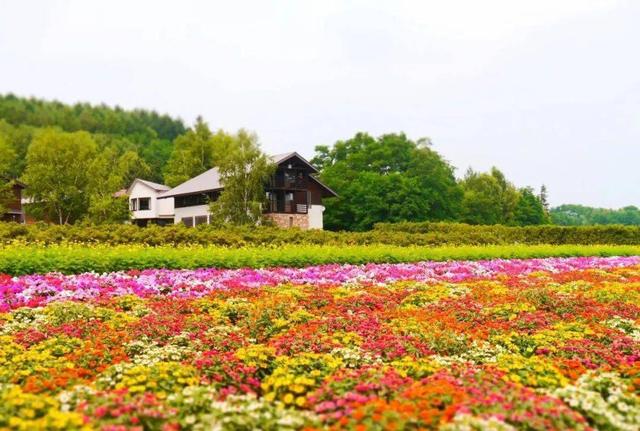 做景观,这些花海、花田、花林、花带、花镜、花架的区别要知道