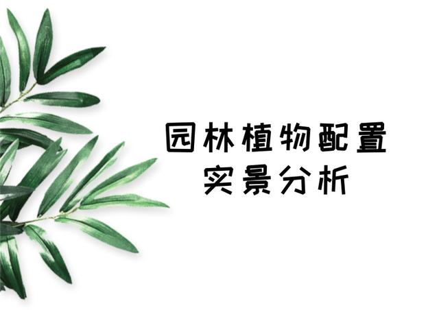园林植物配置经典分析宝典,全实景,植物品种有备注,值得收藏