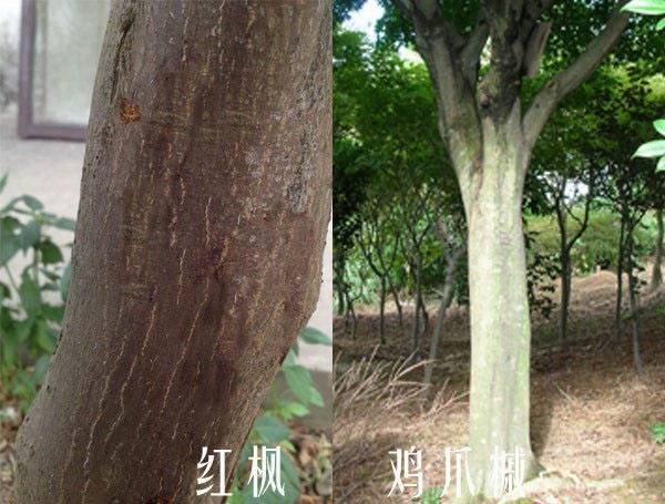 红枫与鸡爪槭区别 红枫与鸡爪槭区别