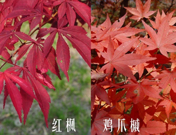 辨别红枫与鸡爪槭 辨别红枫与鸡爪槭