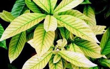 图片[3]-一张图认清植物所缺营养元素-灵感屋