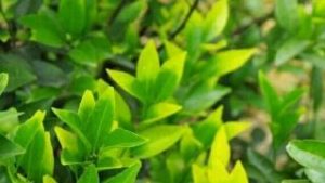 一张图认清植物所缺营养元素-灵感屋