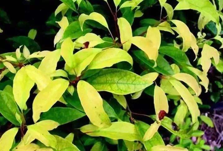 图片[5]-一张图认清植物所缺营养元素-灵感屋