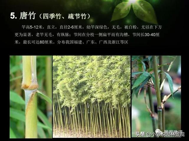 园林常用竹子 | 观赏竹种分类汇总