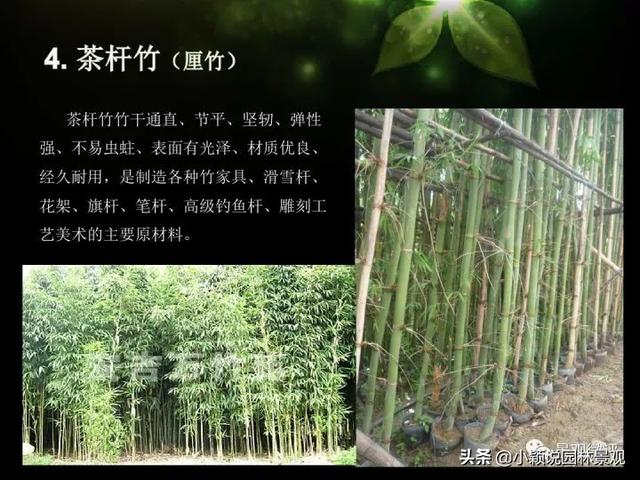 园林常用竹子 | 观赏竹种分类汇总