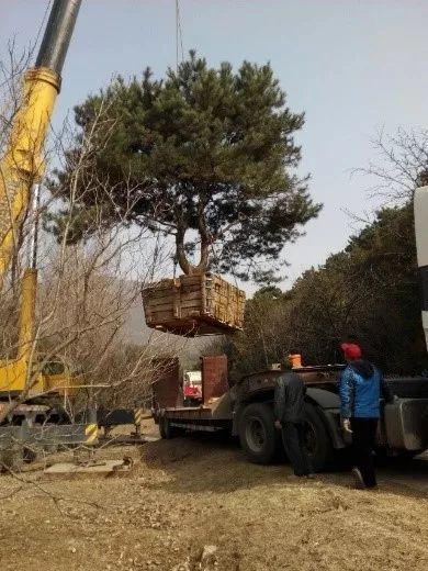 这样干永远管不了人,20年园林施工管理经验的经理总结17条金律
