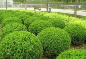 乔灌、宿根、绿篱、草坪的养护技术要点与质量控制-灵感屋